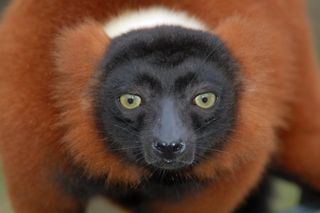 The furry face of a red ruffed lemur.