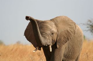 The African Elephant (Loxodonta africana) lives in some 37 countries in sub-Saharan Africa.