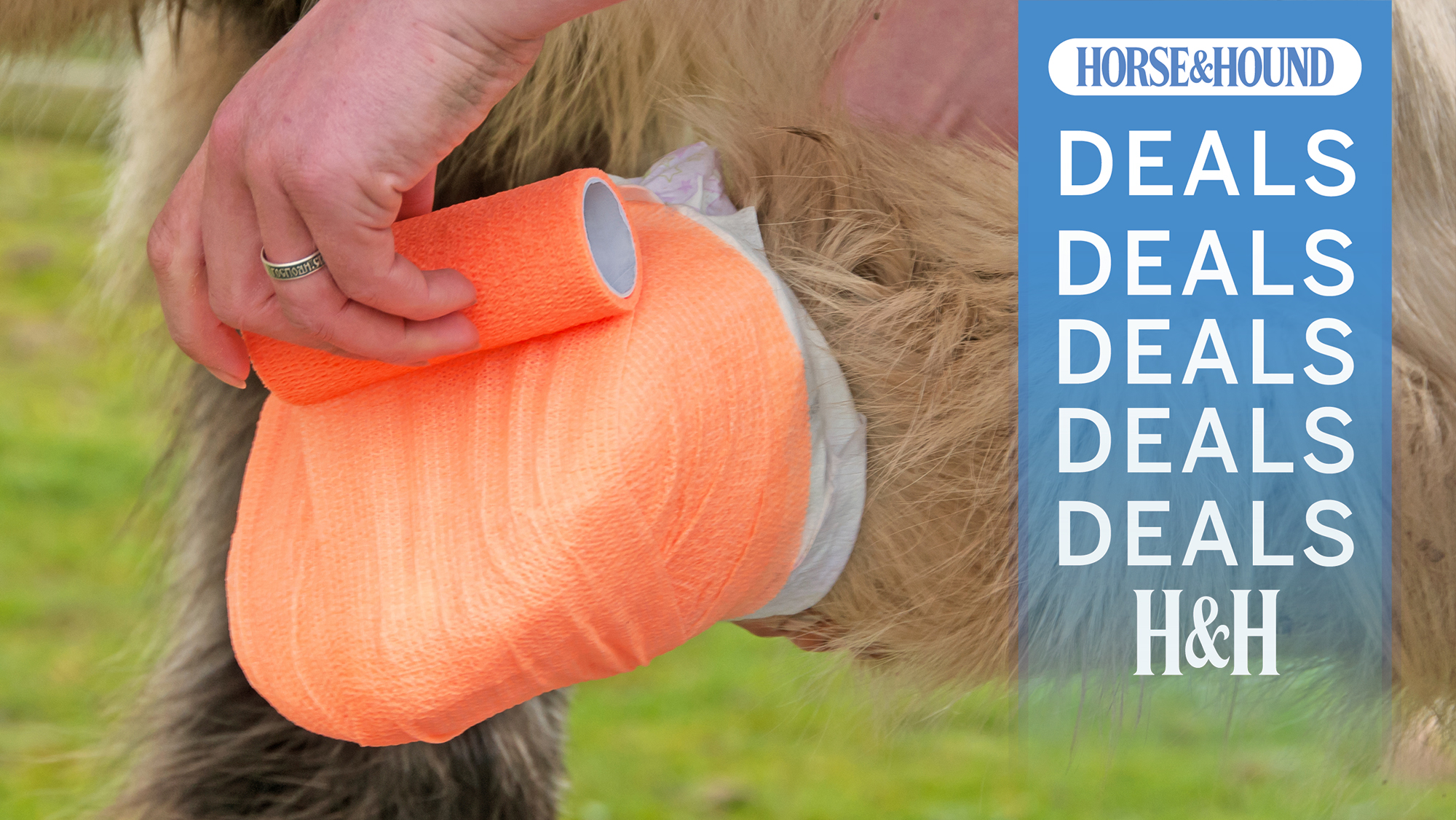 Horse having hoof poultice applied with H&amp;amp;H deals overlay