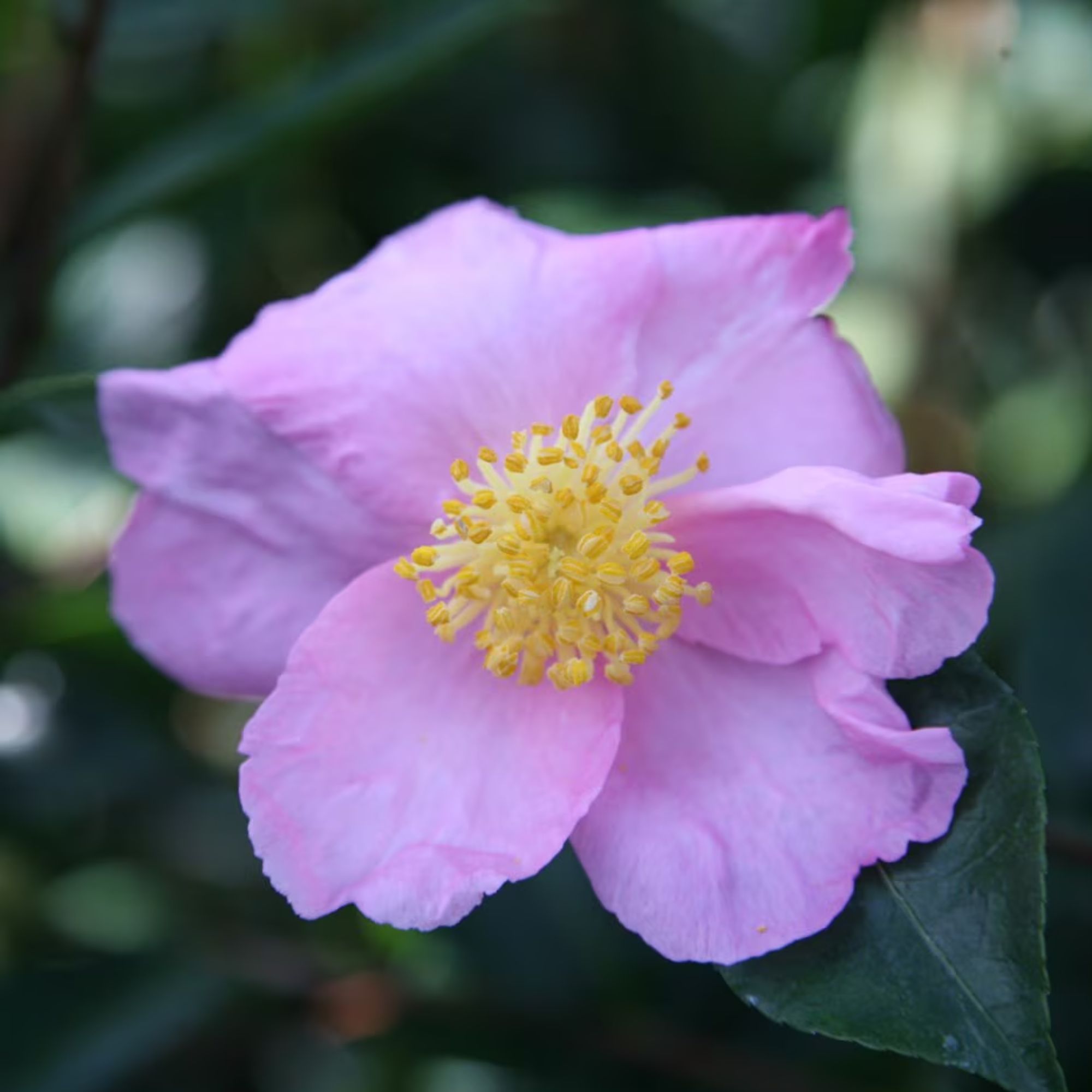 Camellia plants available to buy