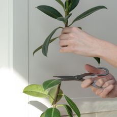 woman taking cutting of a rubber plant for propagation