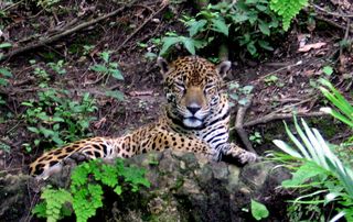 The arrowheads also had traces of blood from other animals, including large cats. (Shown here, a jaguar from the Peten area in Guatemala.)