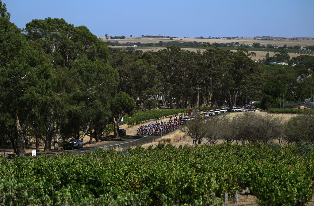 TANUNDA AUSTRALIA JANUARY 22 A general view of the peloton passing through a landscape during the 25th Santos Tour Down Under 2025 Stage 2 a 1288km stage from Tanunda to Tanunda 342m UCIWT on January 22 2025 in Tanunda Australia Photo by Dario BelingheriGetty Images