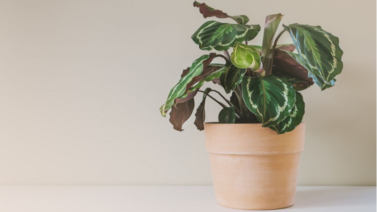 Calathea in pot