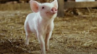 Wilbur smiling in his barn