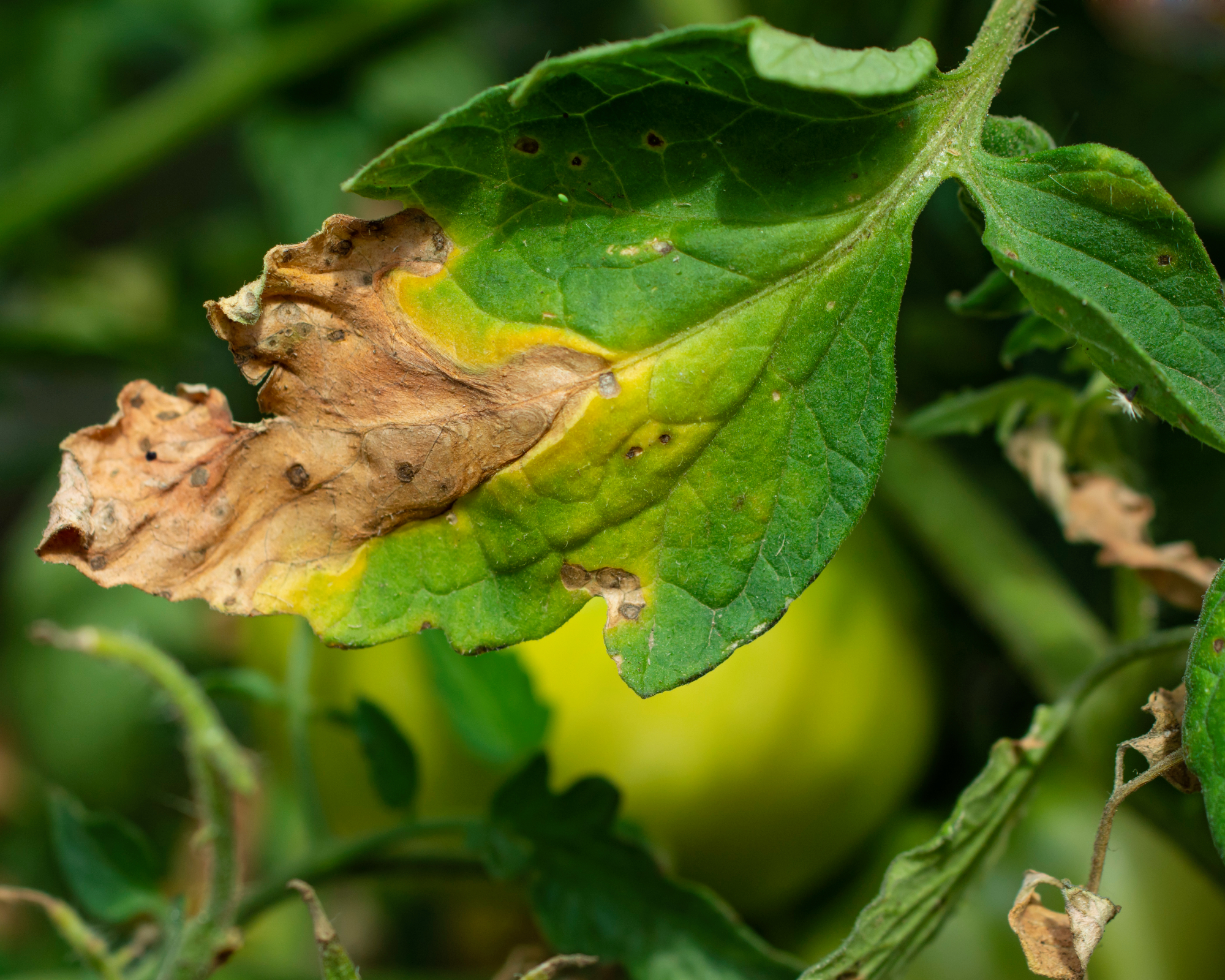 damaged, diseased leaf on a tomato plant suffering from tomato blight