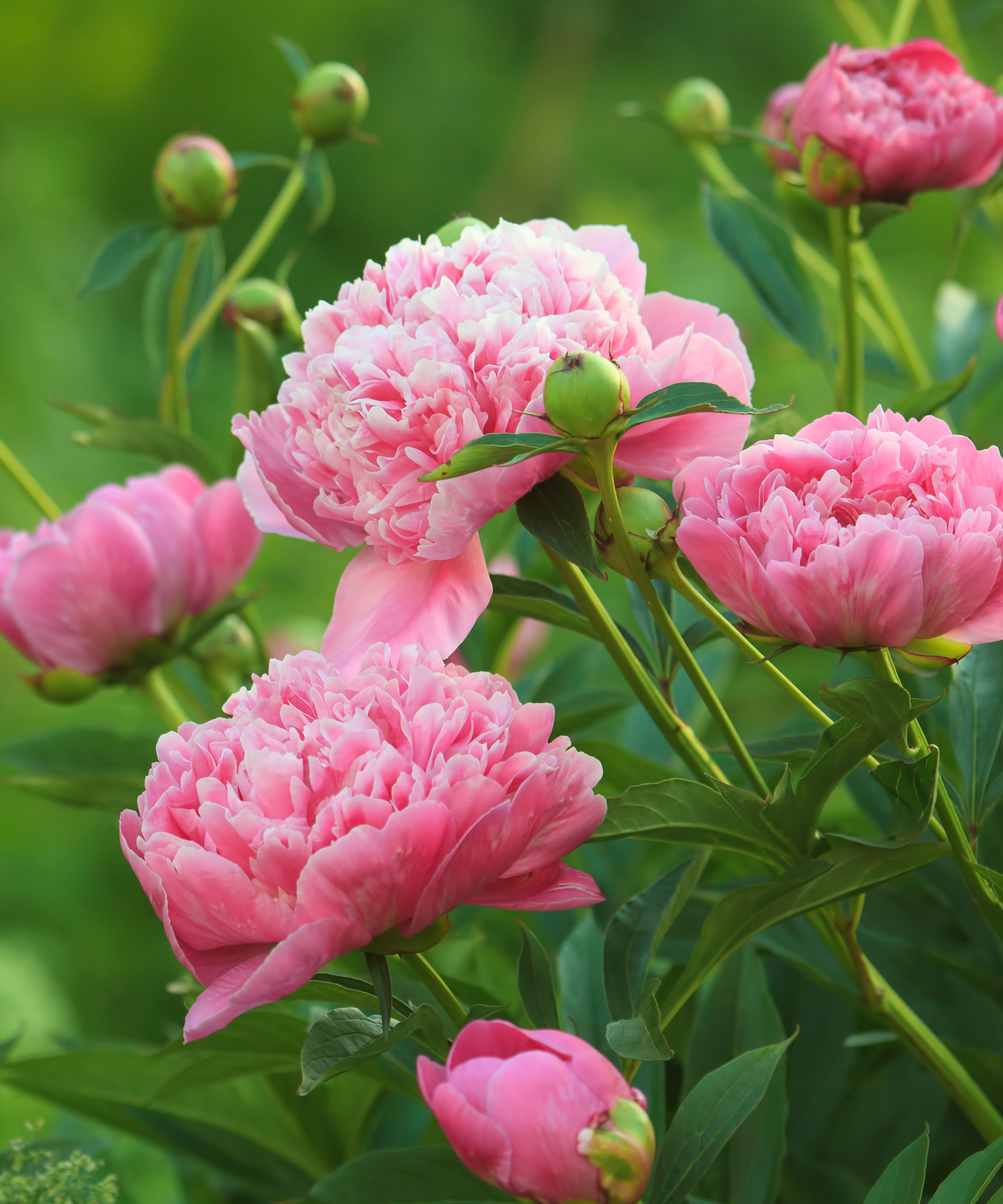 pink peonies growing in backyard