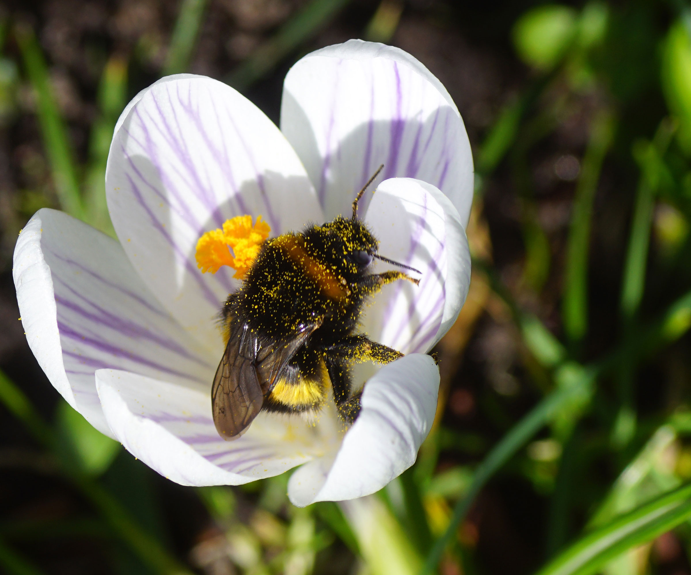 queen bumblebee sitting inside crocus flower