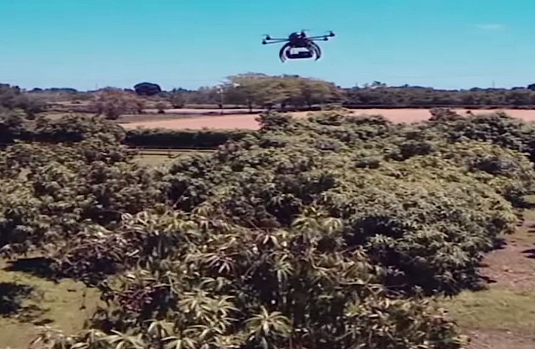 Drones and dogs may save Americas avocados