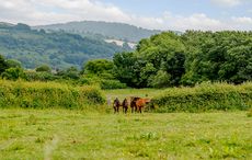 Colmer-Farm-Stud-Marshwood-Bridport-Dorset-FIELD-HORSES.jpg