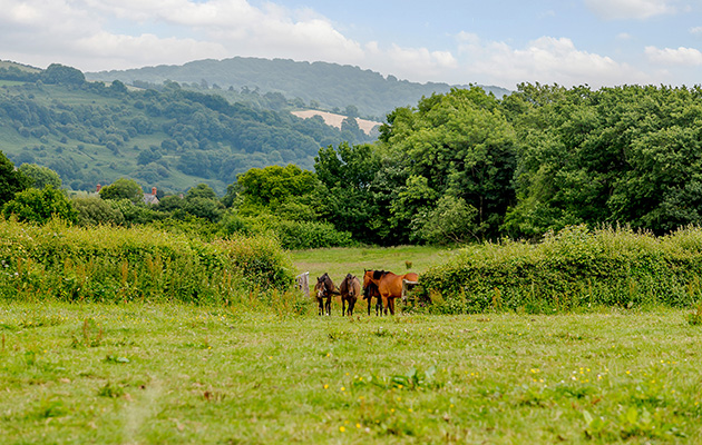 Colmer-Farm-Stud-Marshwood-Bridport-Dorset-FIELD-HORSES.jpg