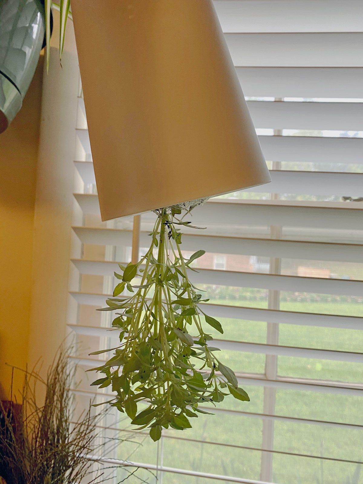 Indoor Container Grown Upside Down Herbs