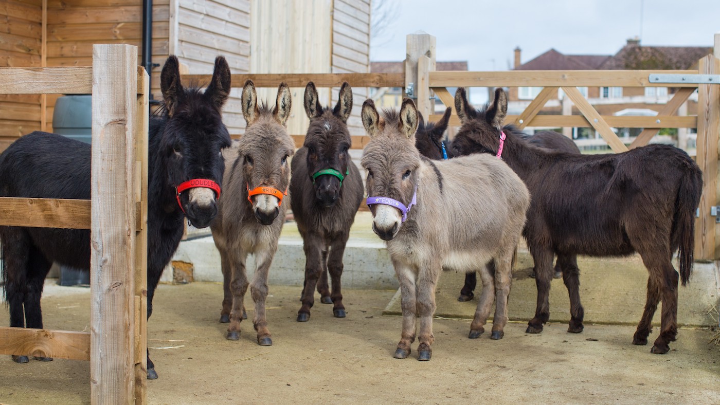 The-Donkey-Sanctuary-iii-copy.jpeg