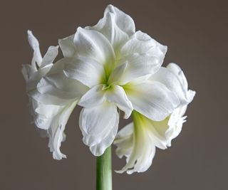 Arctic Nymph amaryllis with white flowers