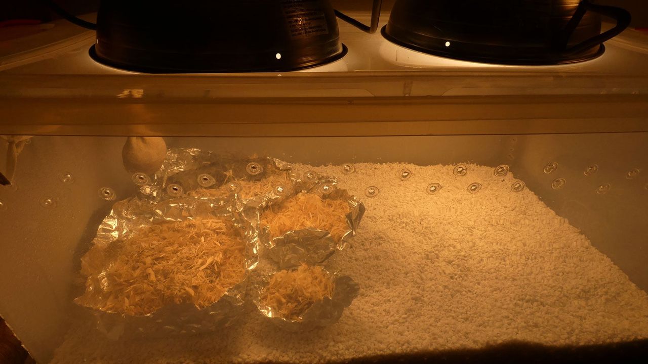 Lights On Mushroom Fruiting Chamber