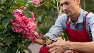 Man pruning pink roses