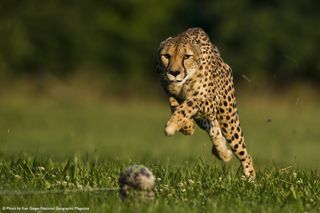 Sarah the cheetah running.