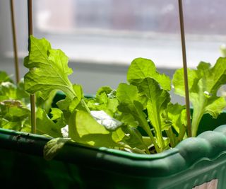 Lettuce growing indoors on a windowsill