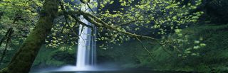 Tree in front of waterfall