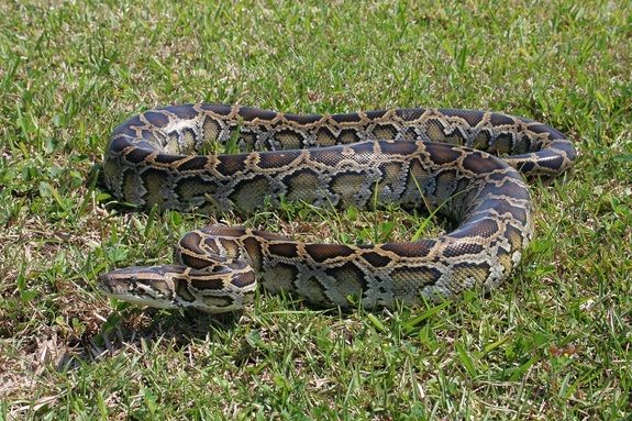How a Rattlesnake Strikes - NWF | Ranger Rick