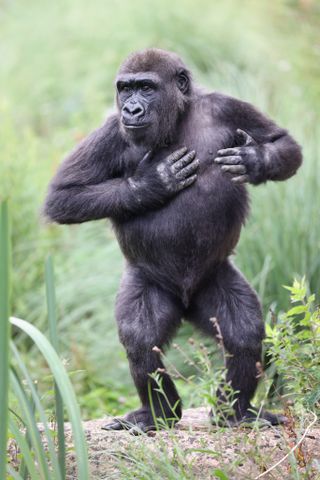 Gorillas? No problem (Canon EOS R5 w/ RF 70-200mm, 1/200 sec, f/2.8, ISO160)