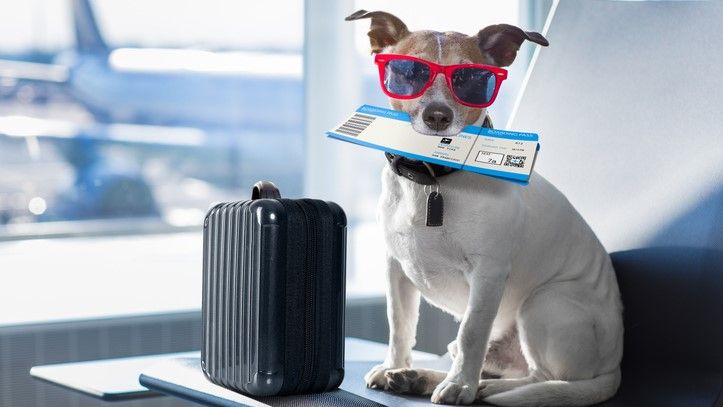 Dog in airport with sunglasses on, a suitcase and plane ticket in mouth