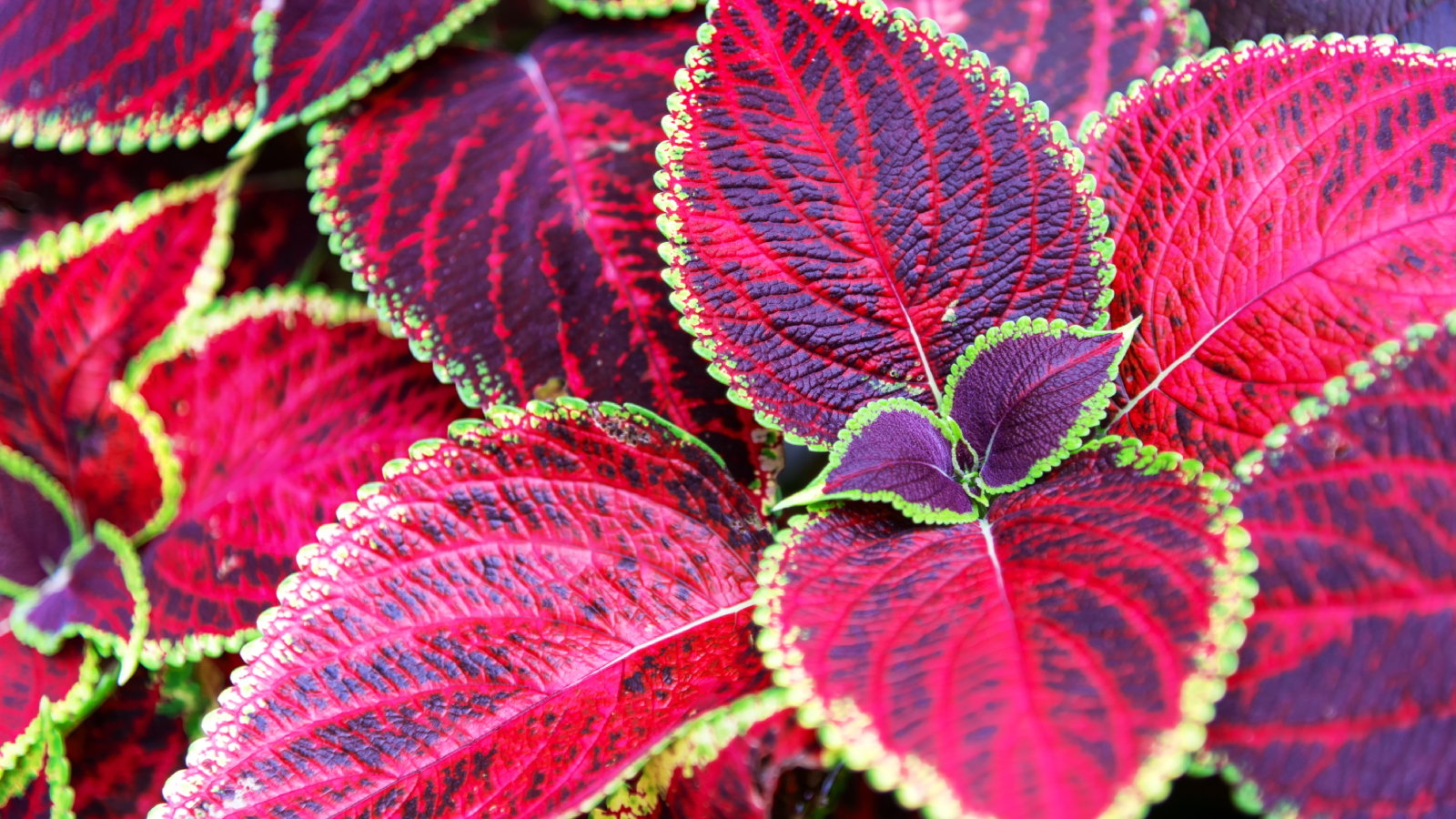 Red and green coleus leaves