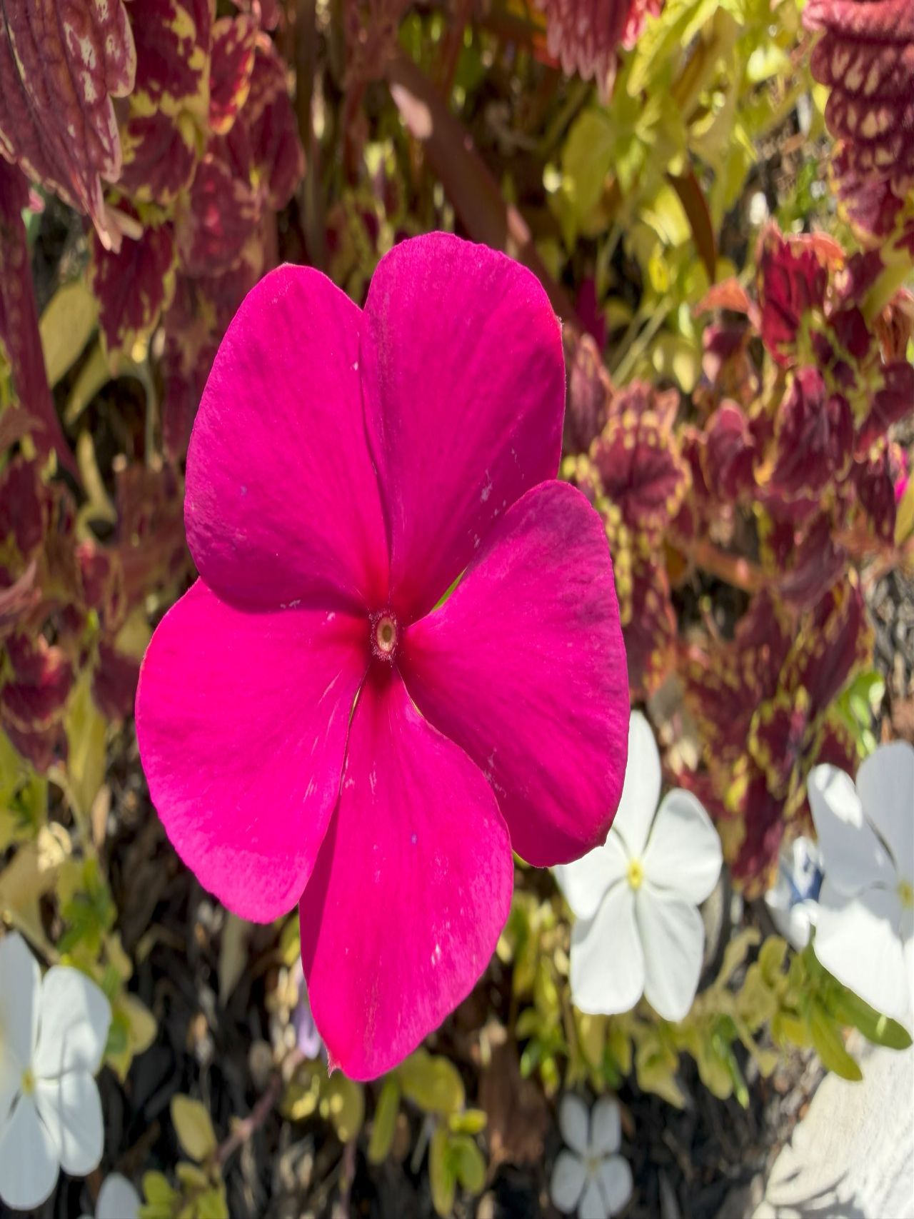 Apple iPhone 17 Pro Max macro sample.