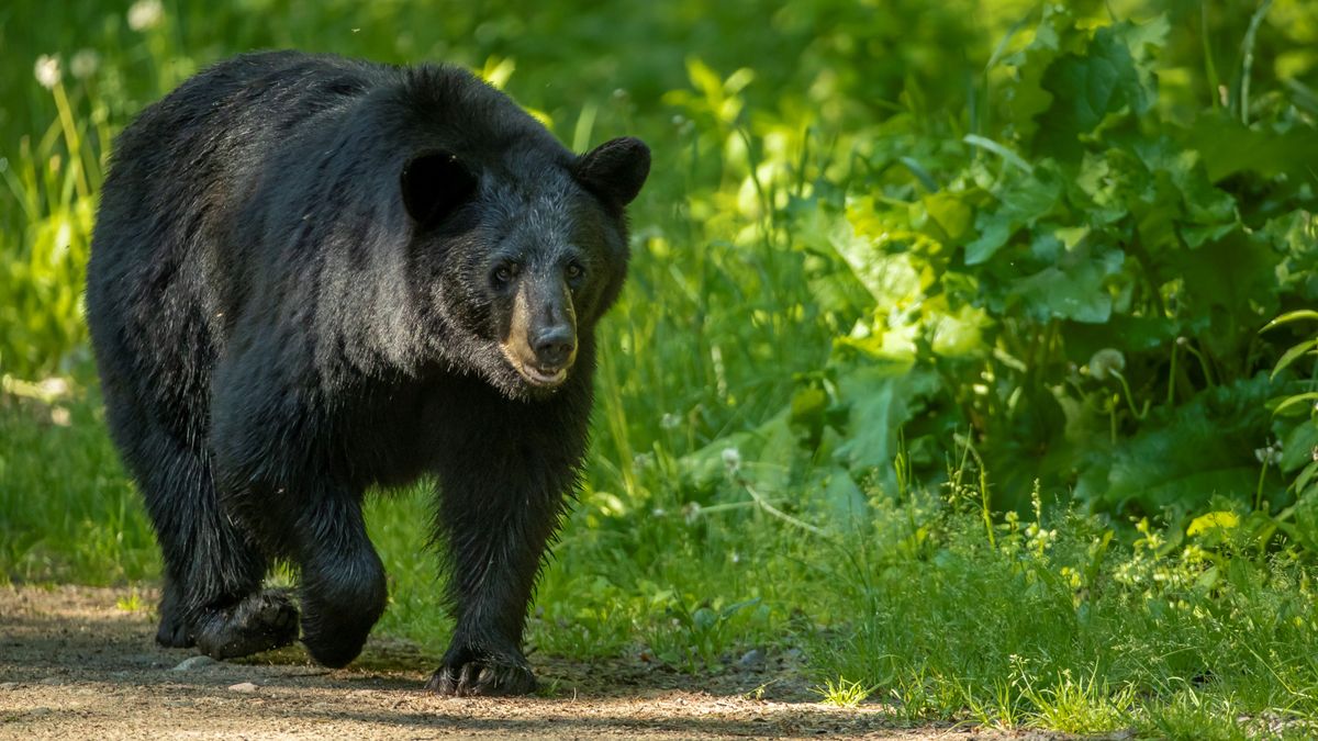 Texan camper has lucky escape after waking with head in jaws of 300lb bear