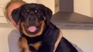 Monster Rottweiler puppy Bosco being held by his owner