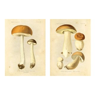 A set of vintage-style mushroom wall prints