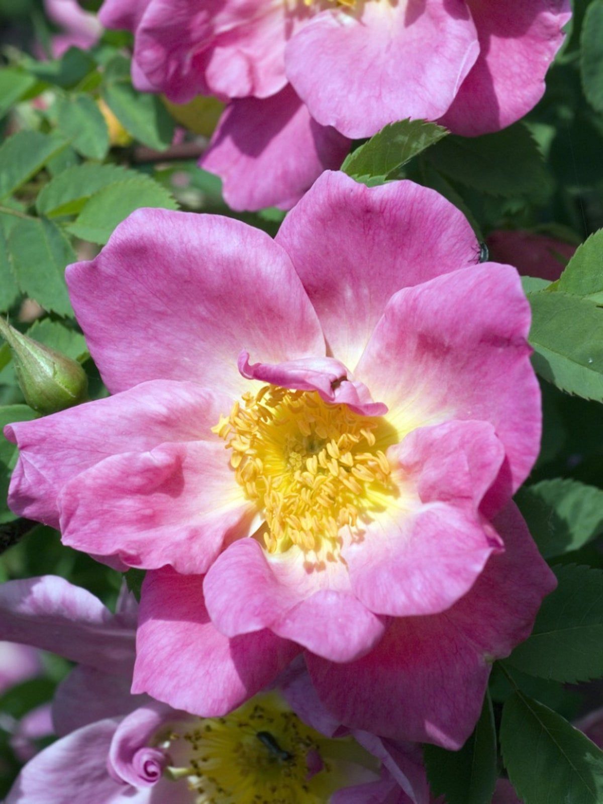 Pink Shrub Rose Bush