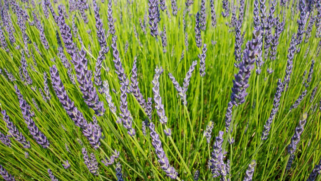 field of lavender growing 