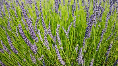 field of lavender growing 