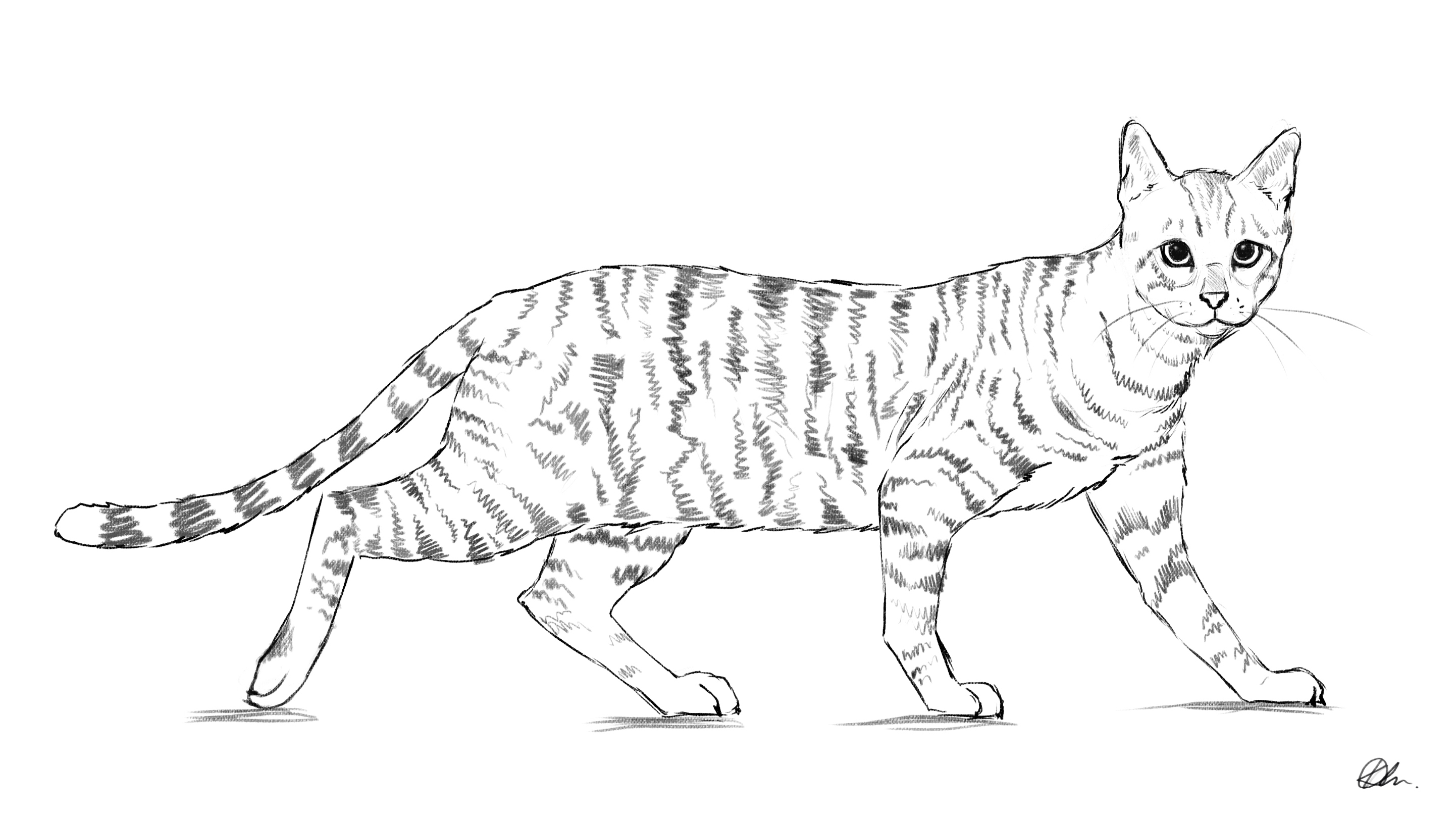 download cat drawing