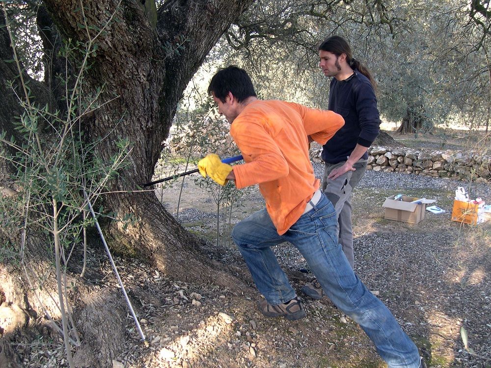 Researchers taking samples of the trunk of an olive tree (&lt;i&gt;Olea europea&lt;/i&gt;)