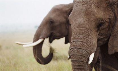 Move over dolphins, elephants may be the new smartypants in town. 