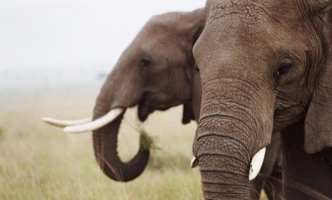 Move over dolphins, elephants may be the new smartypants in town. 