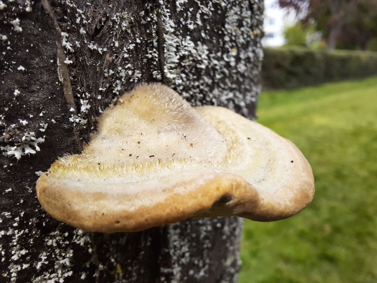 Did you know some mushrooms are furry? A macro lens lets you take new approaches to photography.