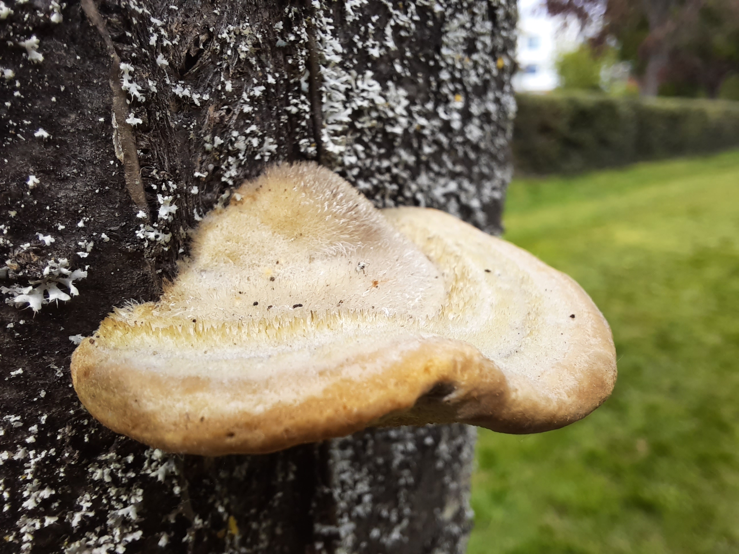 Sapevate che alcuni funghi presentano una peluria? Un obiettivo macro consente di catturare questo genere di dettagli.