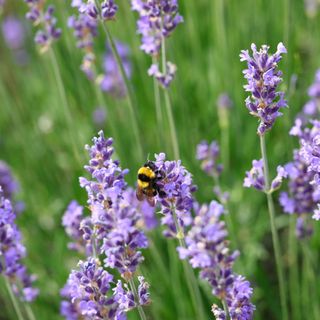 lavender stems amongst green foliage, and a bee sitting on the tip of the closest stem 