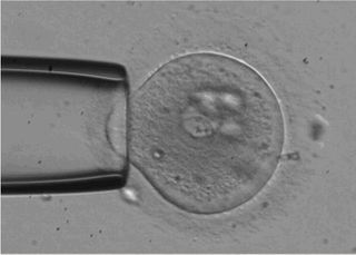 Embryo with pipette 