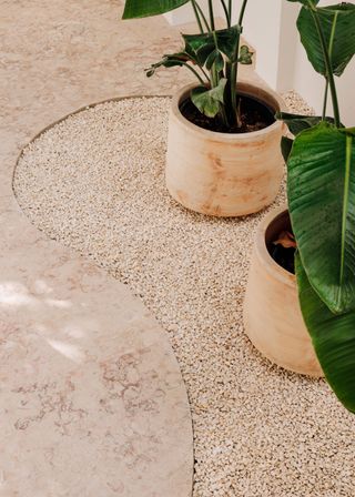 Bird of paradise plants in the corner of a space in terracotta pots