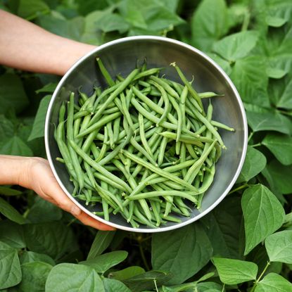 Harvested green beans in a metal bowl