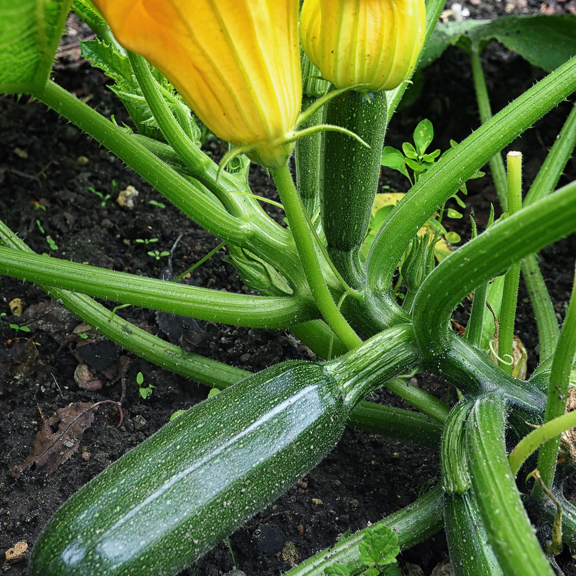 Homegrown courgettes in flower