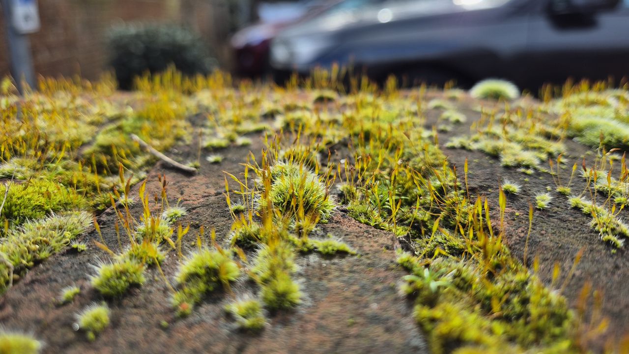 Samsung Galaxy S24 review sample image