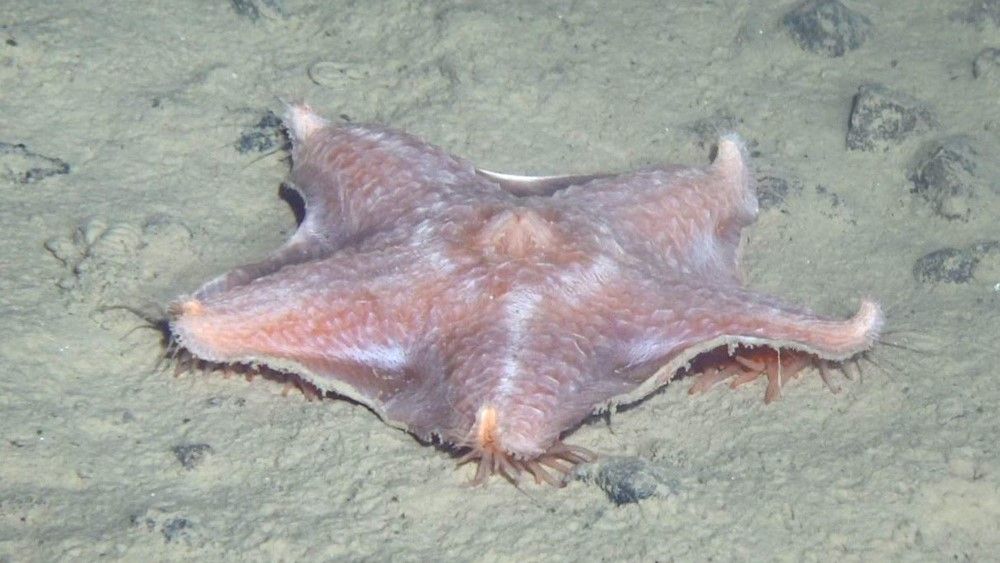 A large pink starfish sits on the seabed.