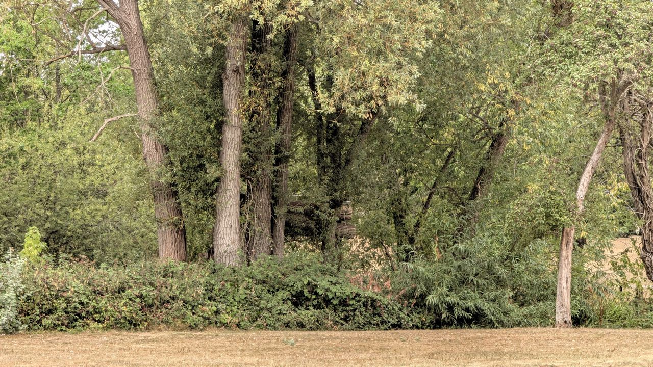 Google Pixel 11 Pro review sample image &ndash;&nbsp;5x optical zoom