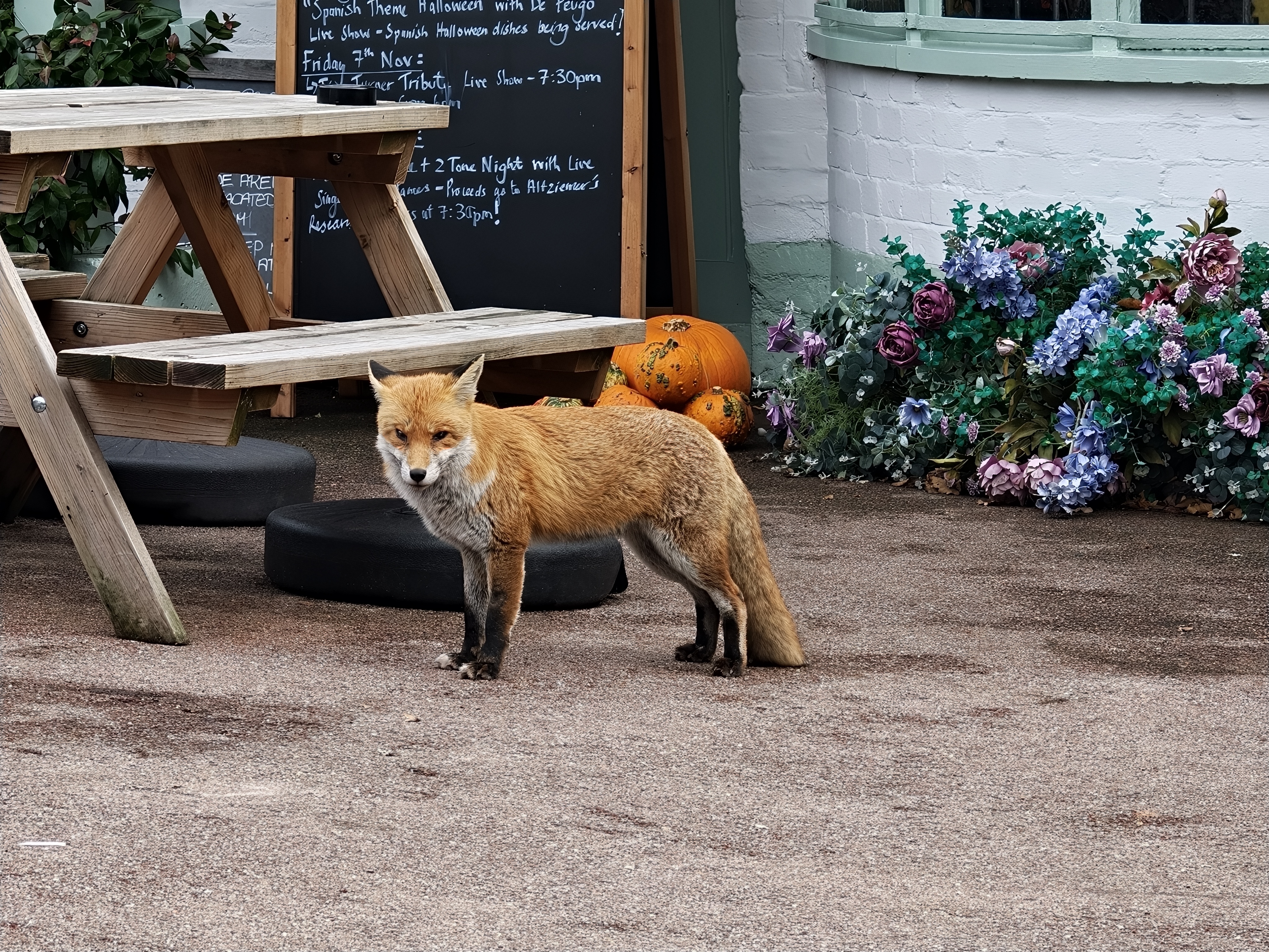 Wide shot of a fox