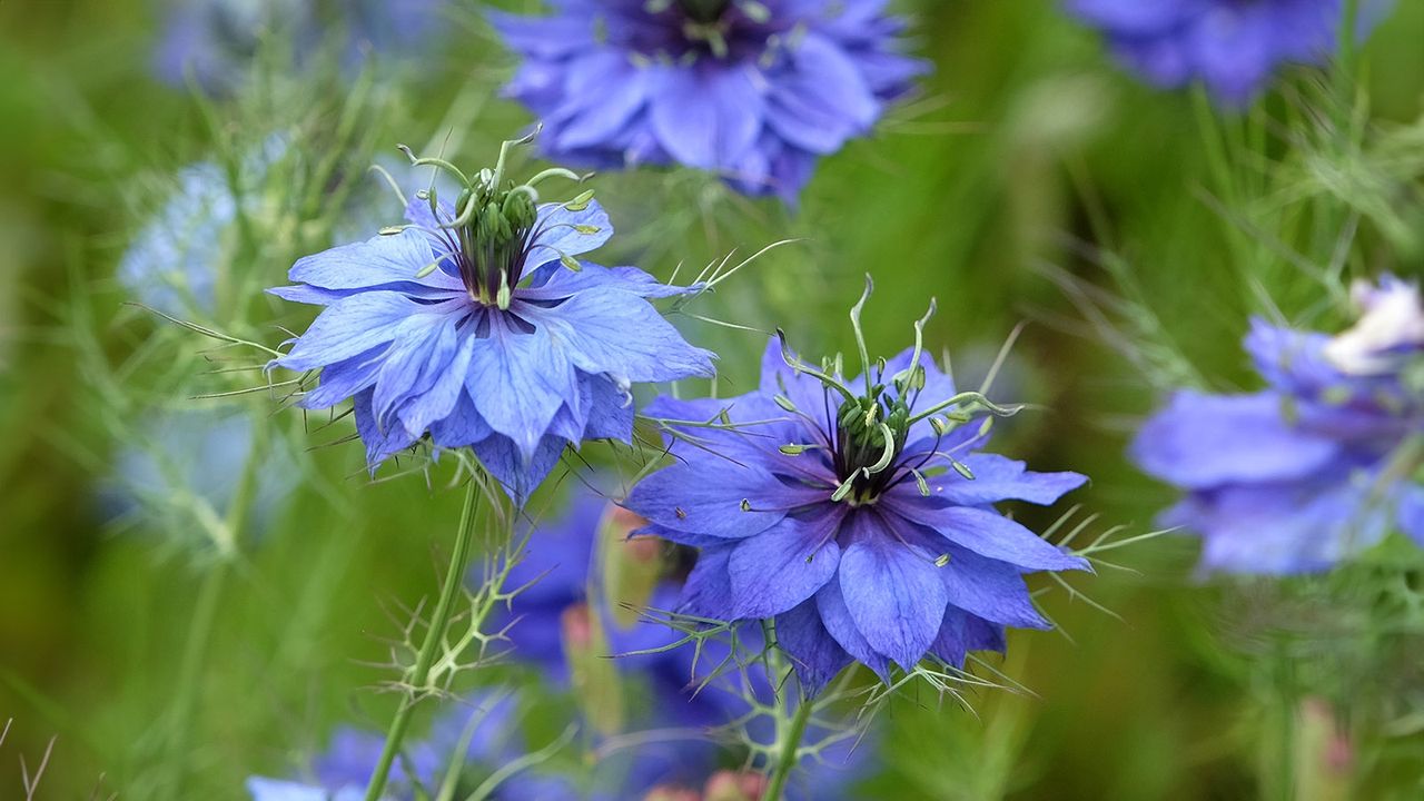 Blue Nigella Love in a Mist flowers